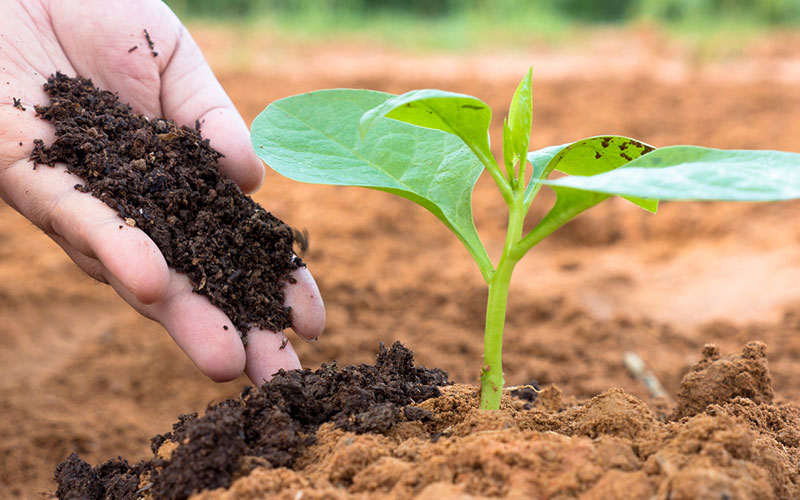 Quel-engrais-choisir-pour-son-jardin