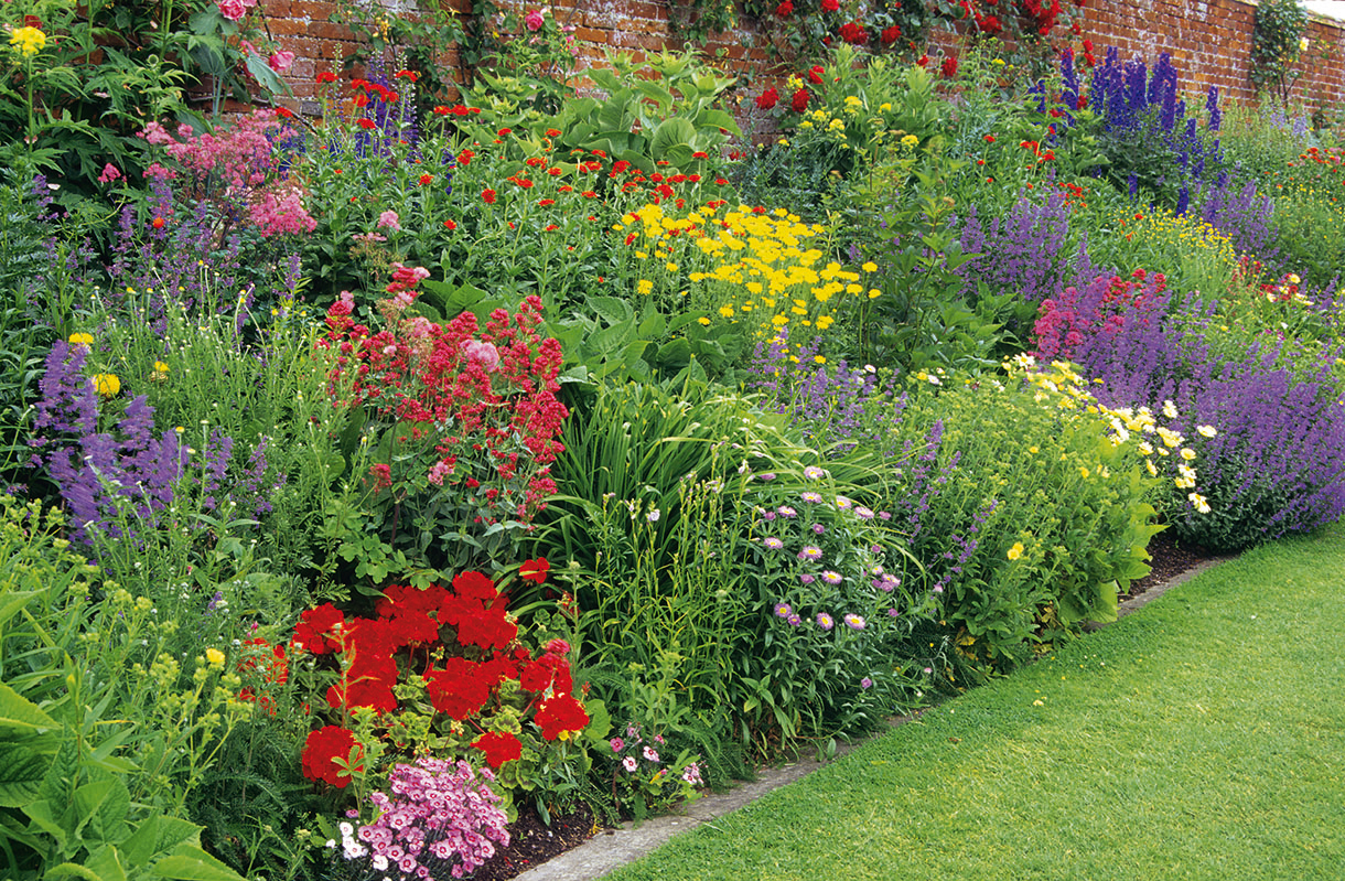 Quelle-vivace-planter-en-plein-soleil