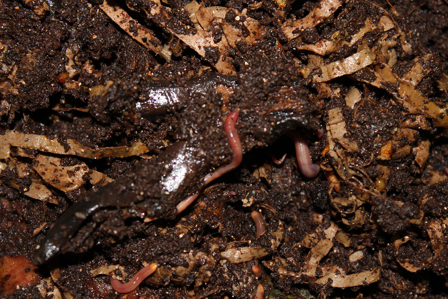 Vermicompost