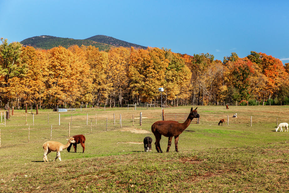 Visitez-une-ferme