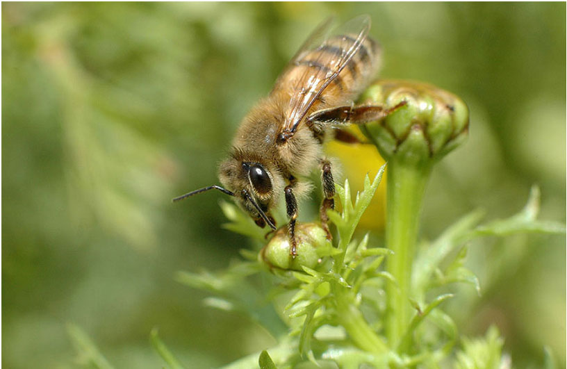 abeille-italienne