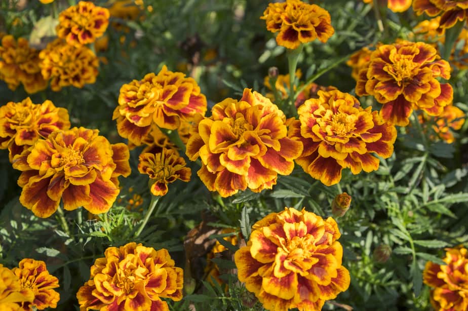 anti-mouche-Œillets-d'Inde-à-petites-fleurs