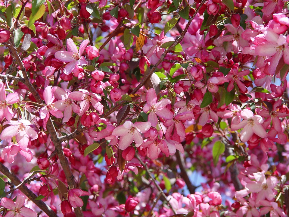 arbres-a-fleurs