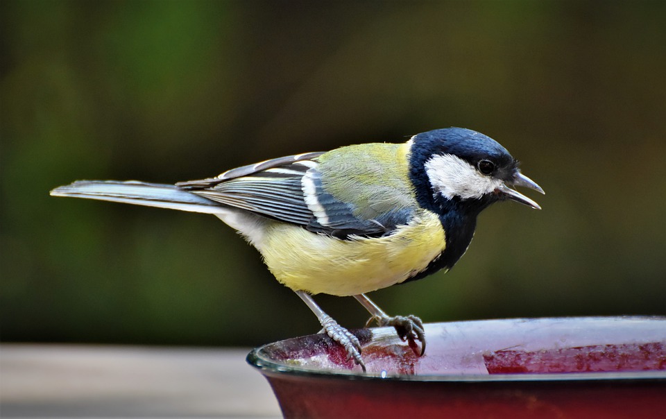 attirer-les-oiseaux-dans-son-jardin