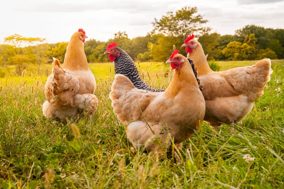 avoir-des-poules-dans-son-jardin