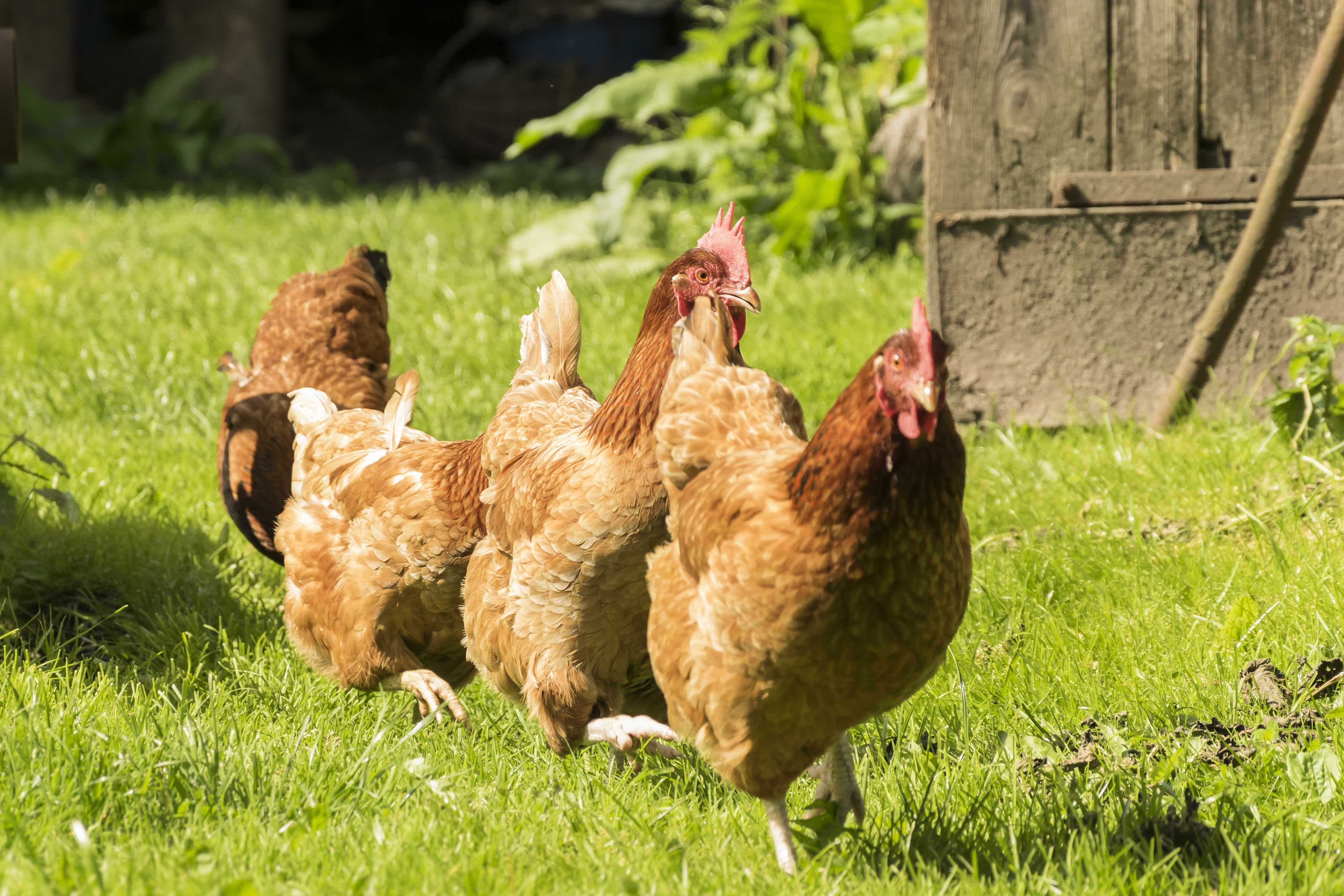 Avoir des poules