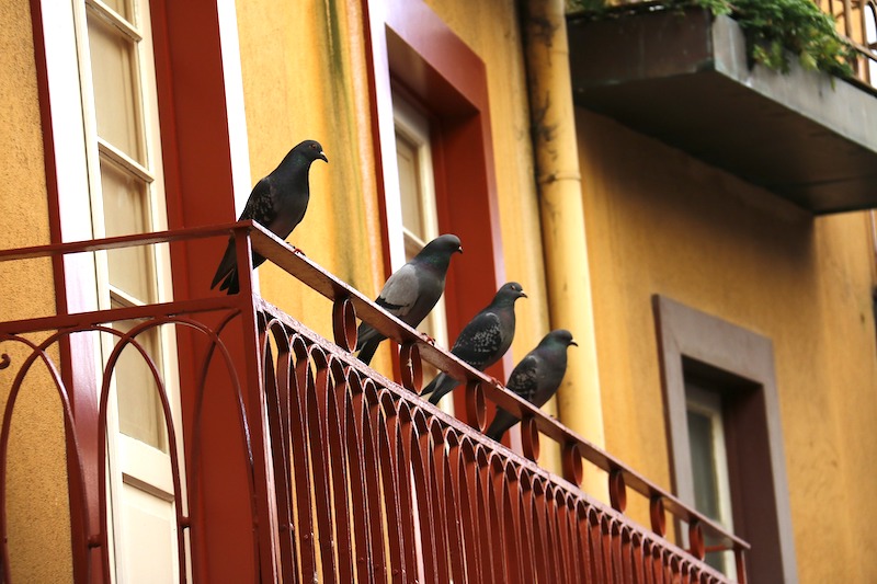 balcon