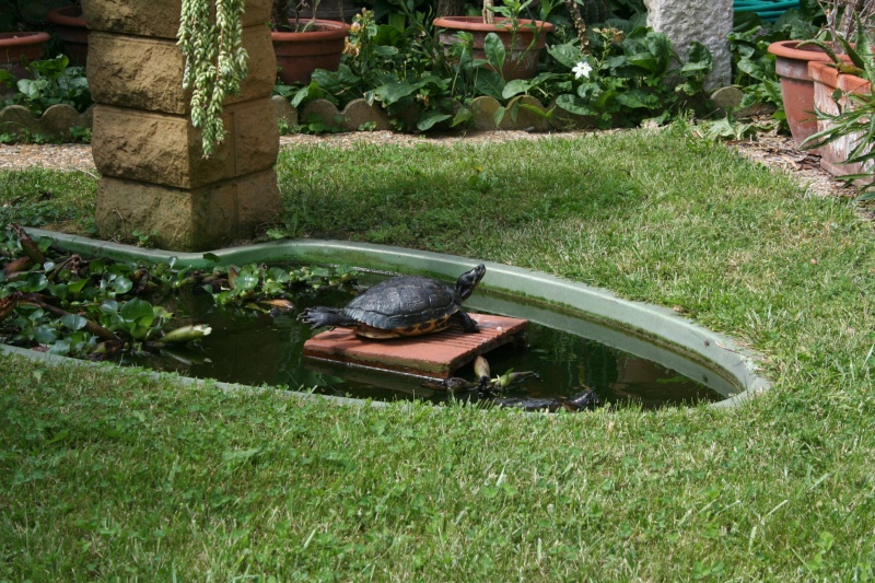 bassin-a-tortue