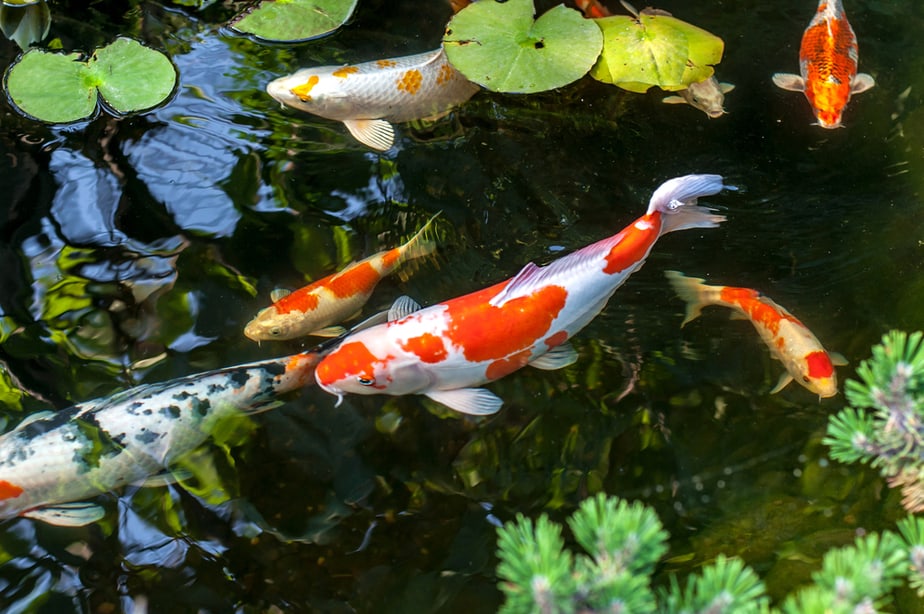 bassin-carpe-koi