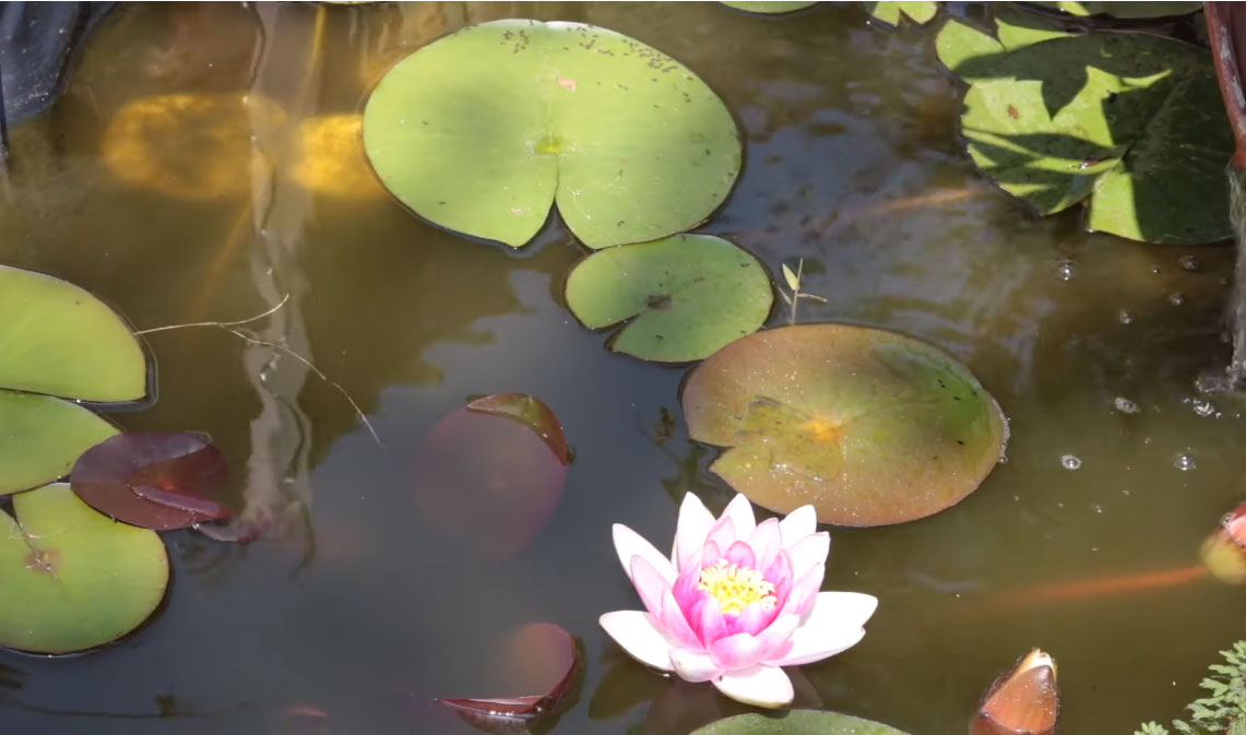 bassin-eau-verte