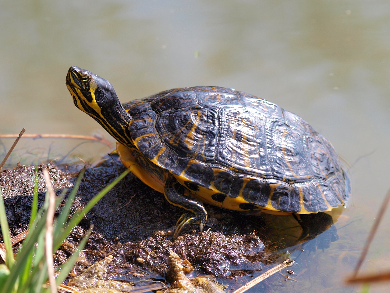 bassin-pour-tortue-d-eau