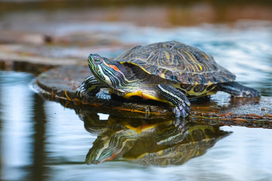 bassin-pour-tortue