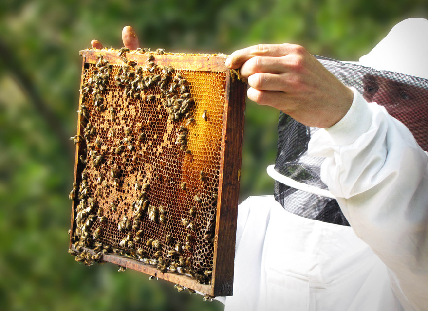 beekeeping