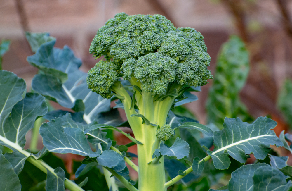 brocoli