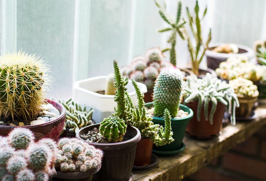 cactus-en-intérieur