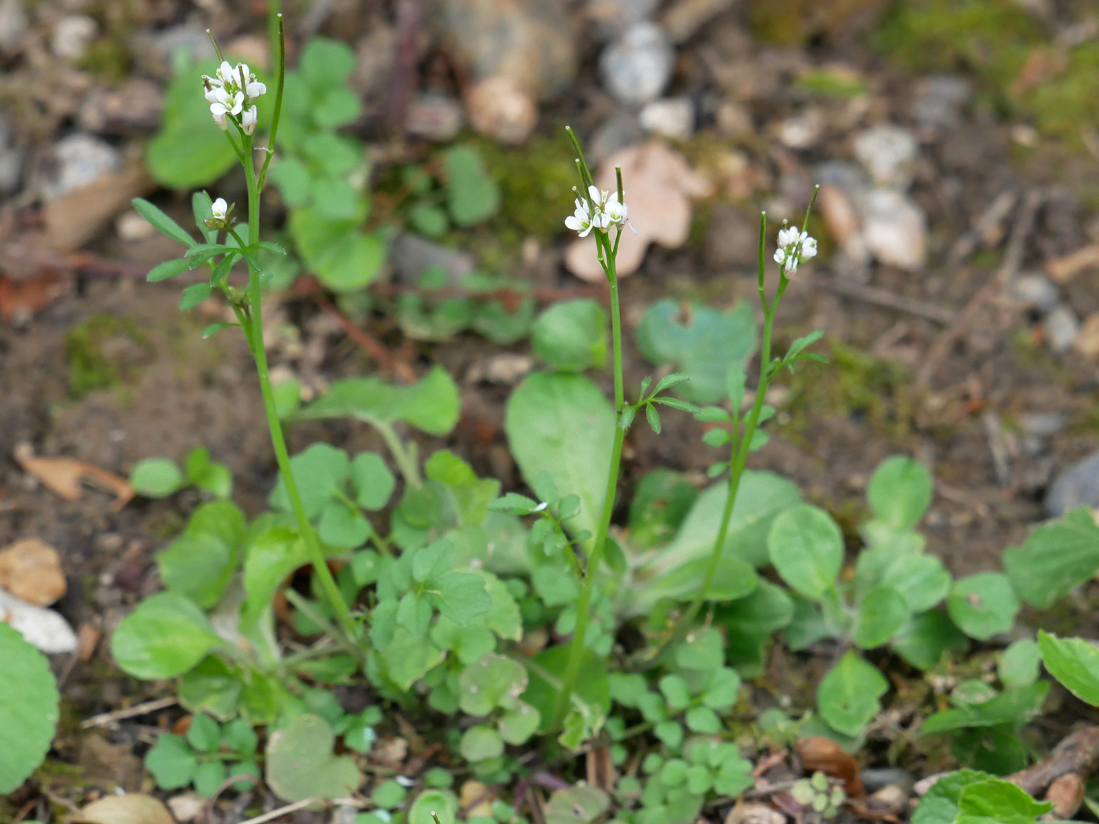 Cardamine-hérissée