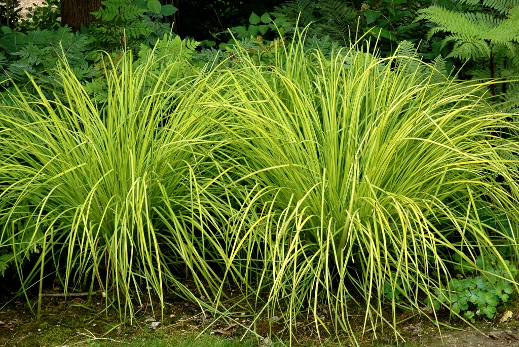 carex