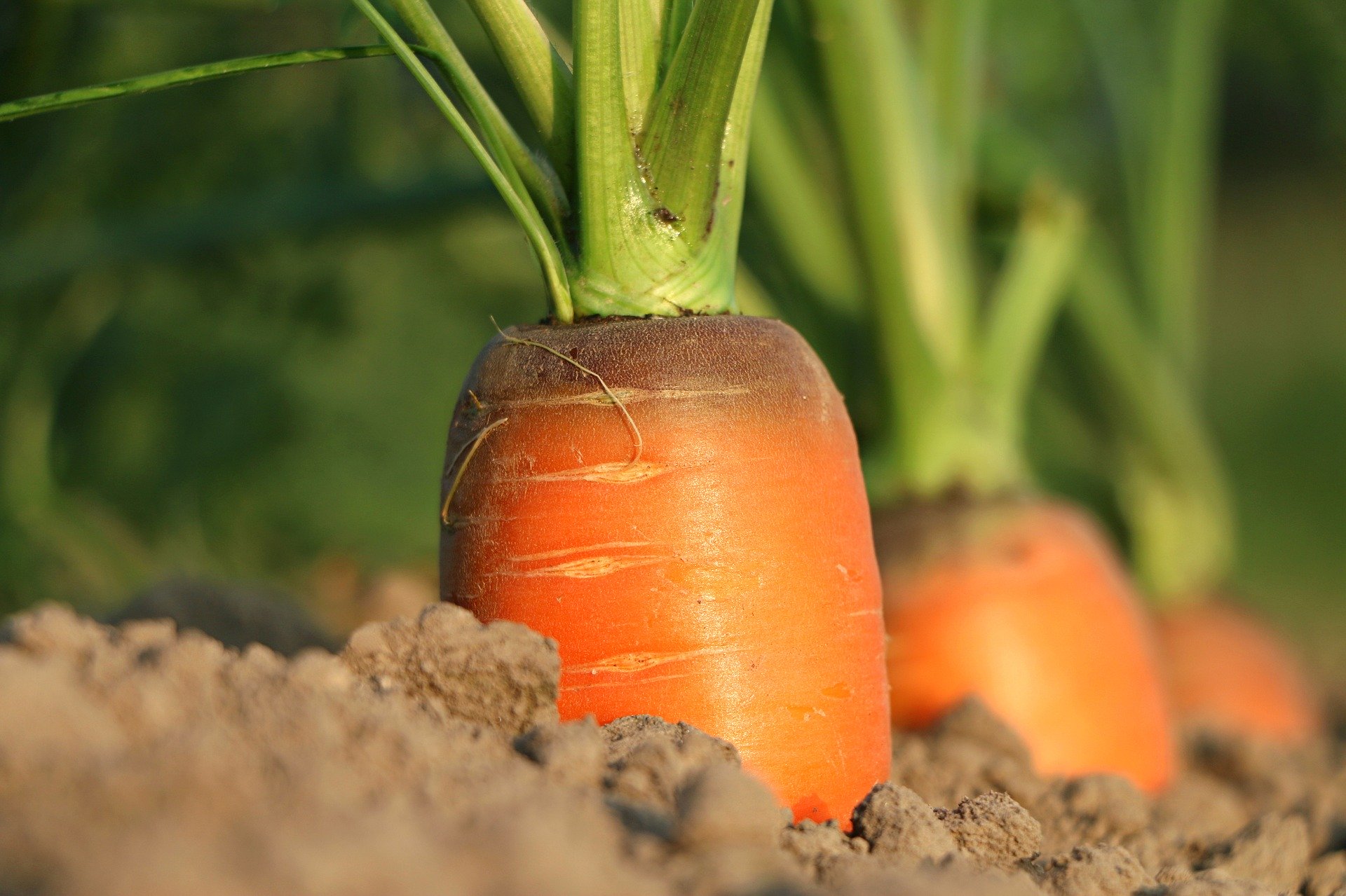 carottes-jardin-hiver