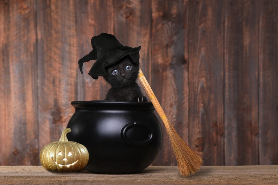 chats-noirs-halloween