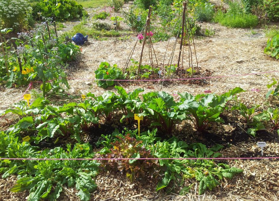 commencer-un-potager