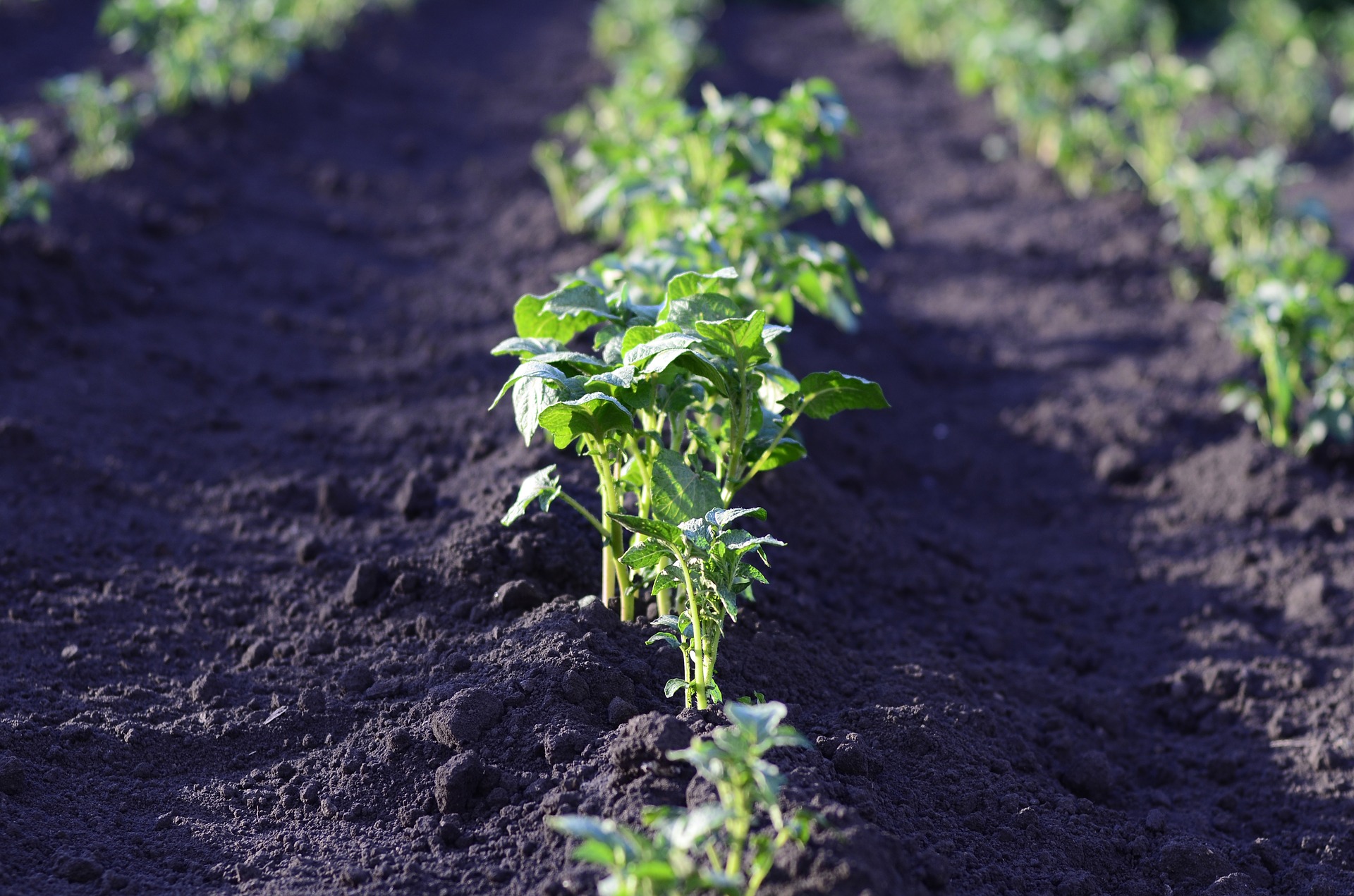 comment-commencer-un-potager