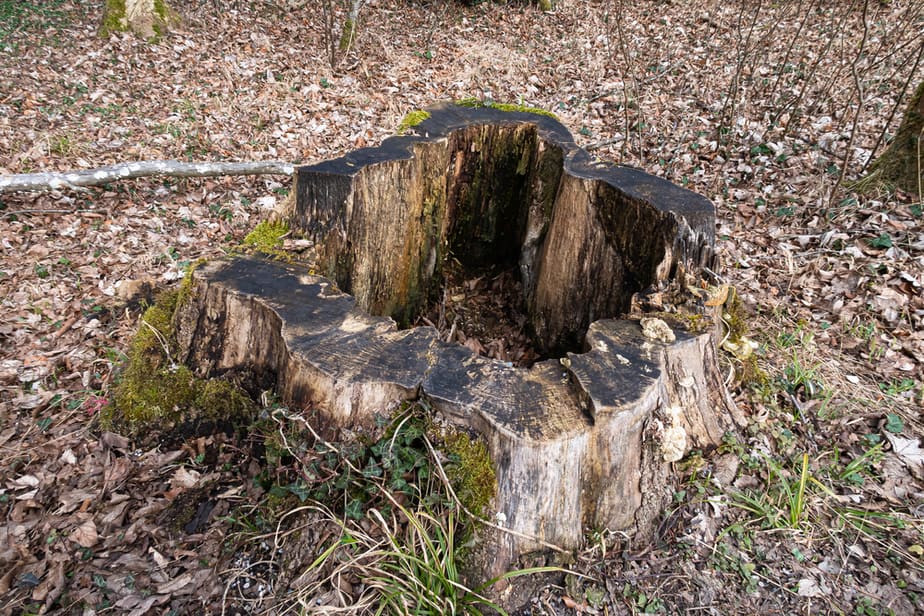 comment-creuser-une-souche-d'arbre