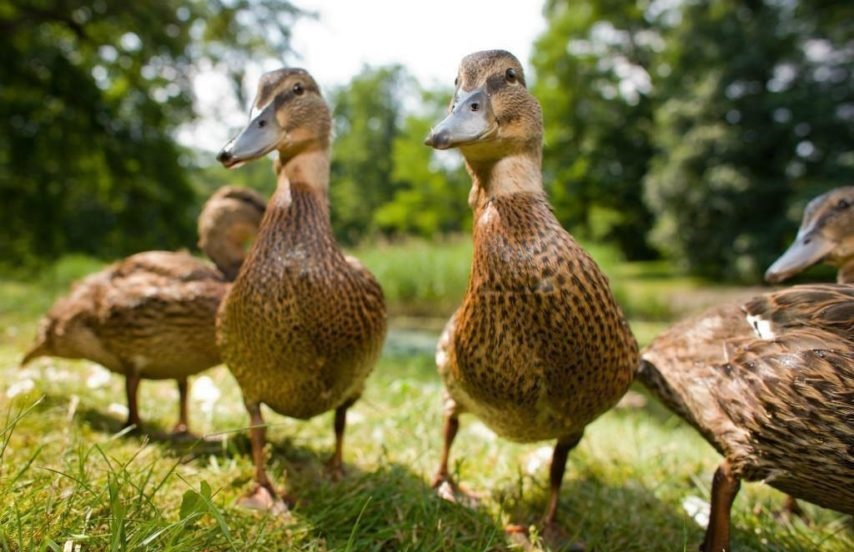 comment-elever-des-canards