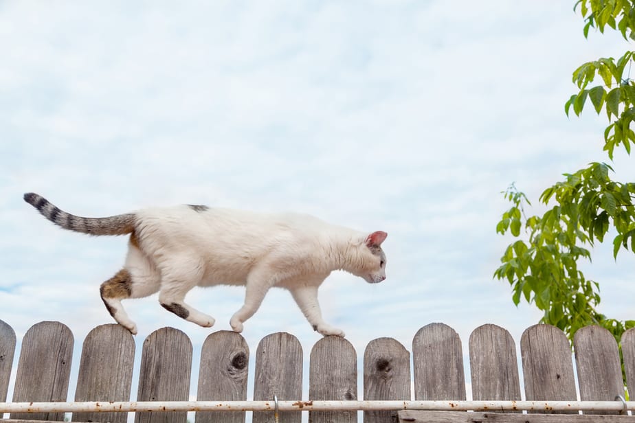 comment-empecher-un-chat-de-sauter-une-cloture