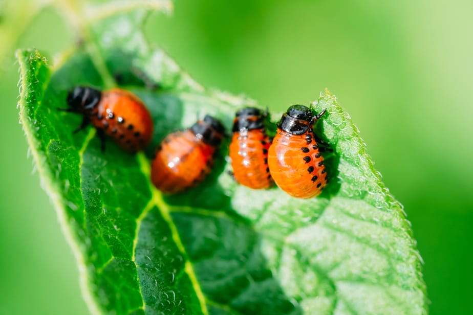 comment-empêcher-les-insectes-de-manger-les-plantes