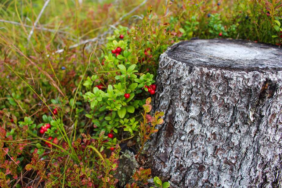 comment-enlever-une-souche-d'arbre-avec-du-sel-d'epsom