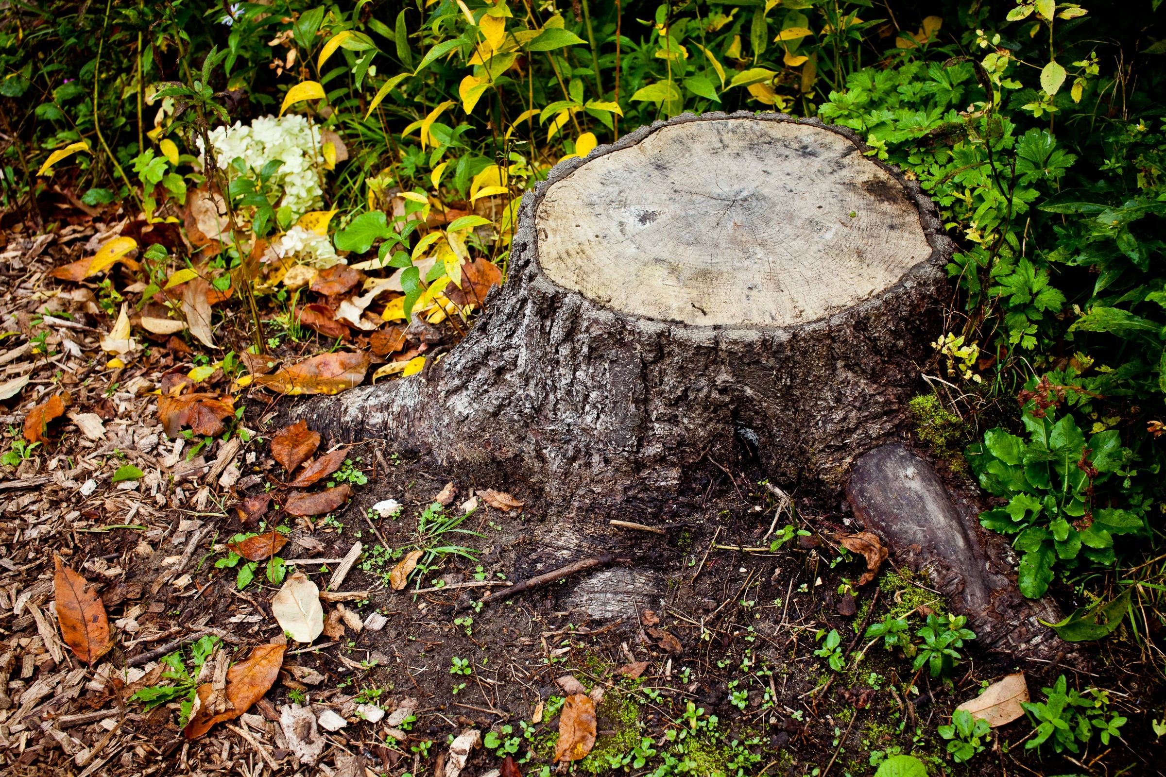 comment-enlever-une-souche-d'arbre-rapidement