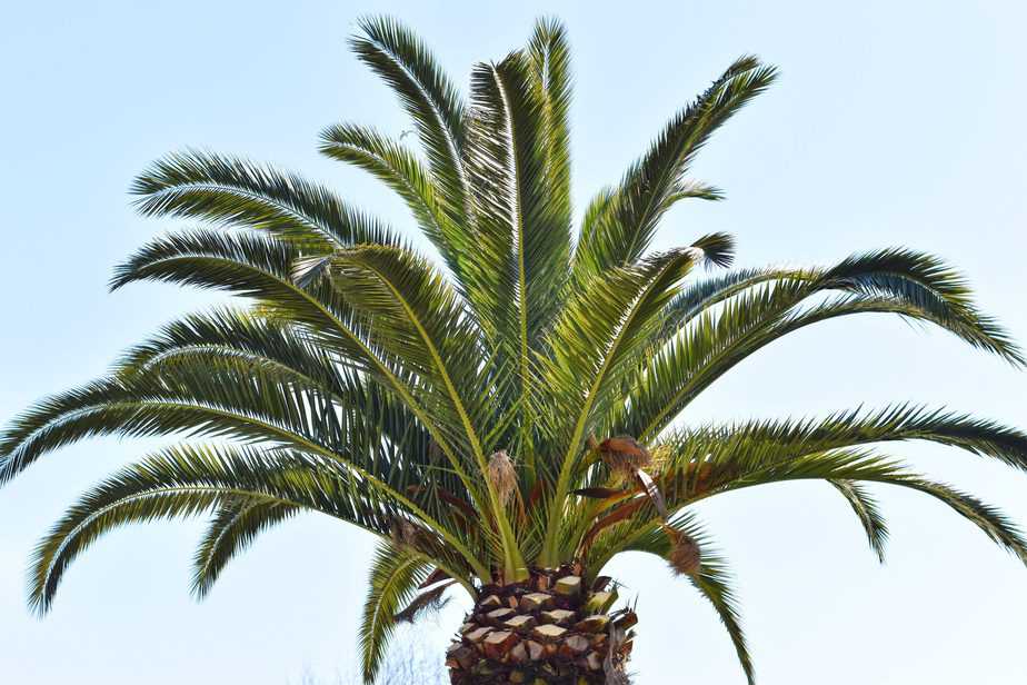 comment-enlever-une-souche-de-palmier