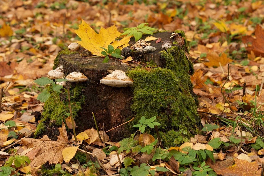 comment-faire-pourrir-une-souche-d'arbre-rapidement