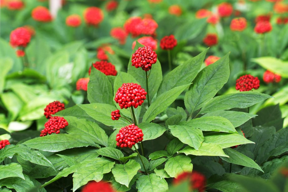 comment-faire-pousser-du-ginseng-dans-votre-jardin