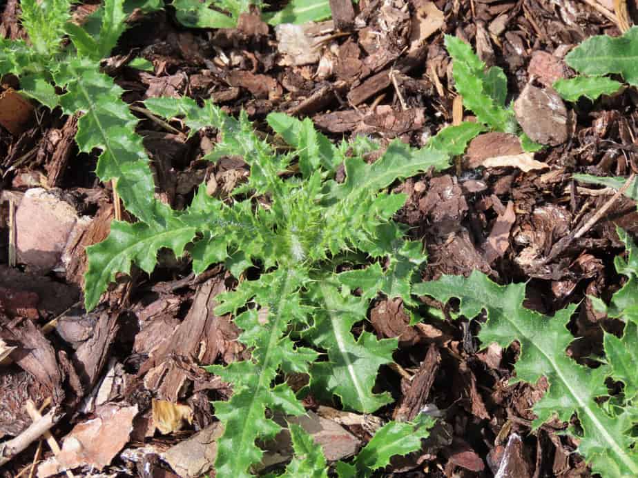 comment-garder-les-mauvaises-herbes-hors-du-paillis