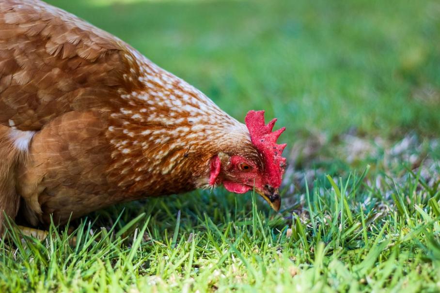 comment-protéger-son-potager-des-poules