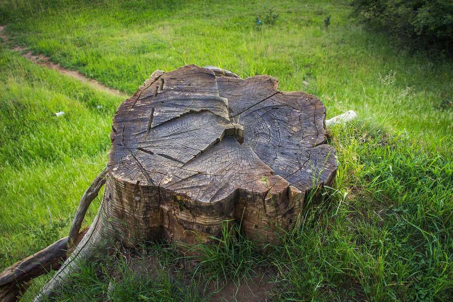 comment-préserver-une-souche-d'arbre