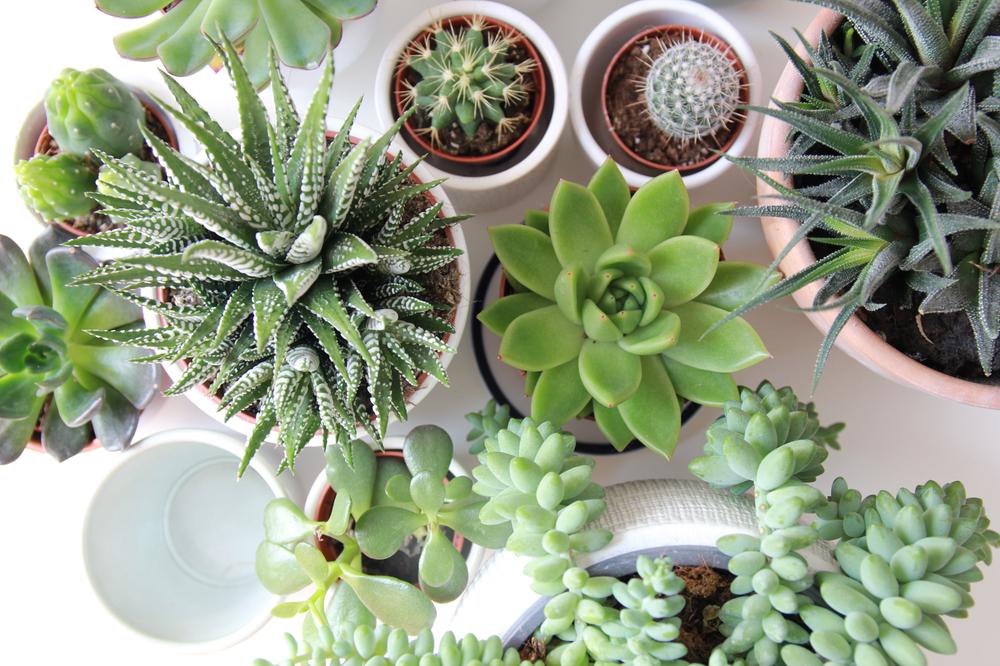 comment-s'occuper-de-ses-plantes-succulentes