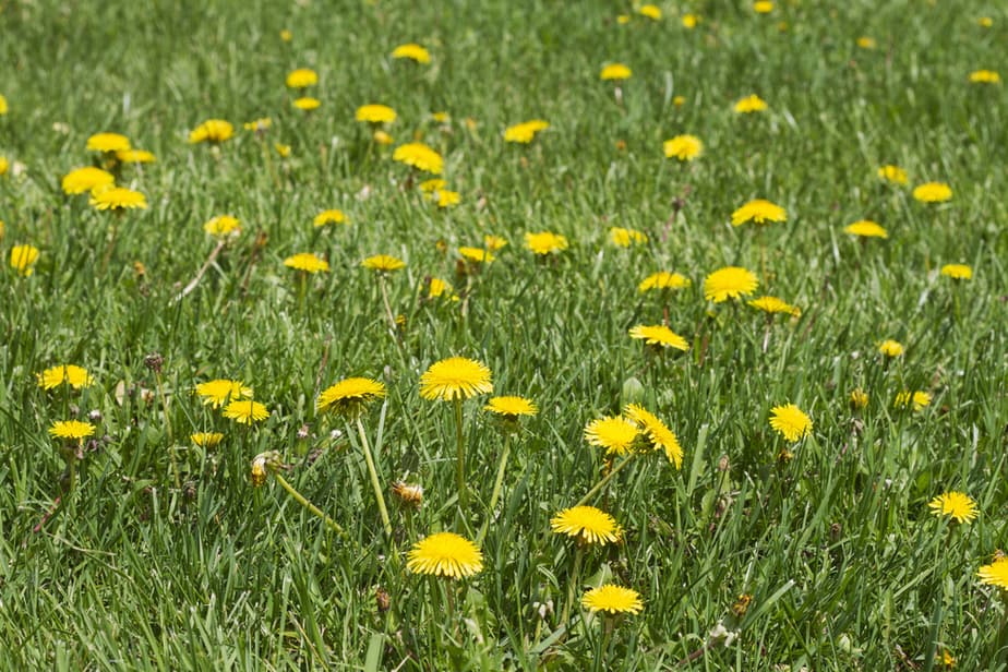 comment-se-debarrasser-des-mauvaises-herbes-dans-la-pelouse