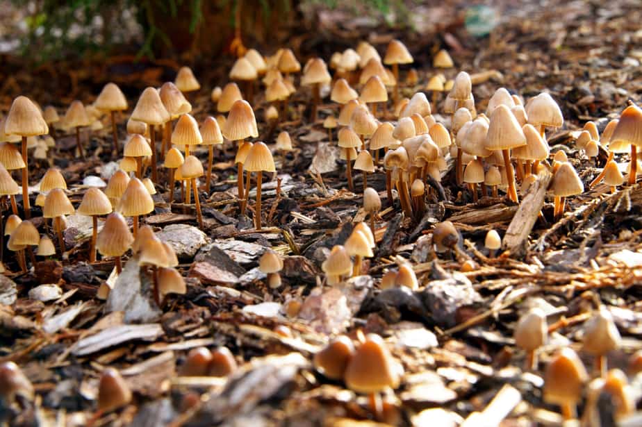 comment-se-débarasser-des-champignons-dans-le-paillis