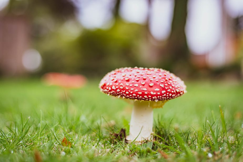 comment-se-débarasser-des-champignons-dans-son-jardin