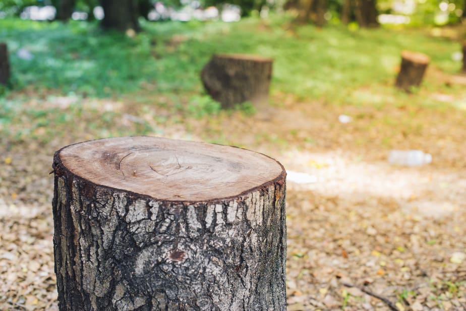 comment-se-débarrasser-d'une-souche-d'arbre