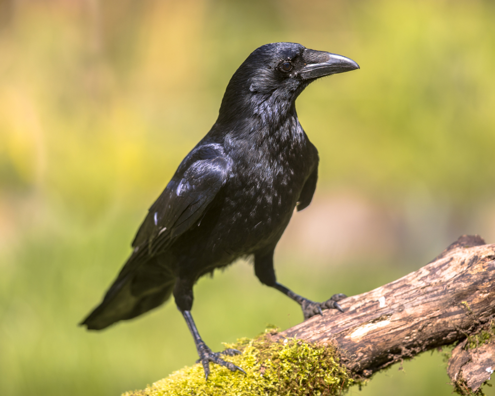 comment-se-débarrasser-des-corbeaux