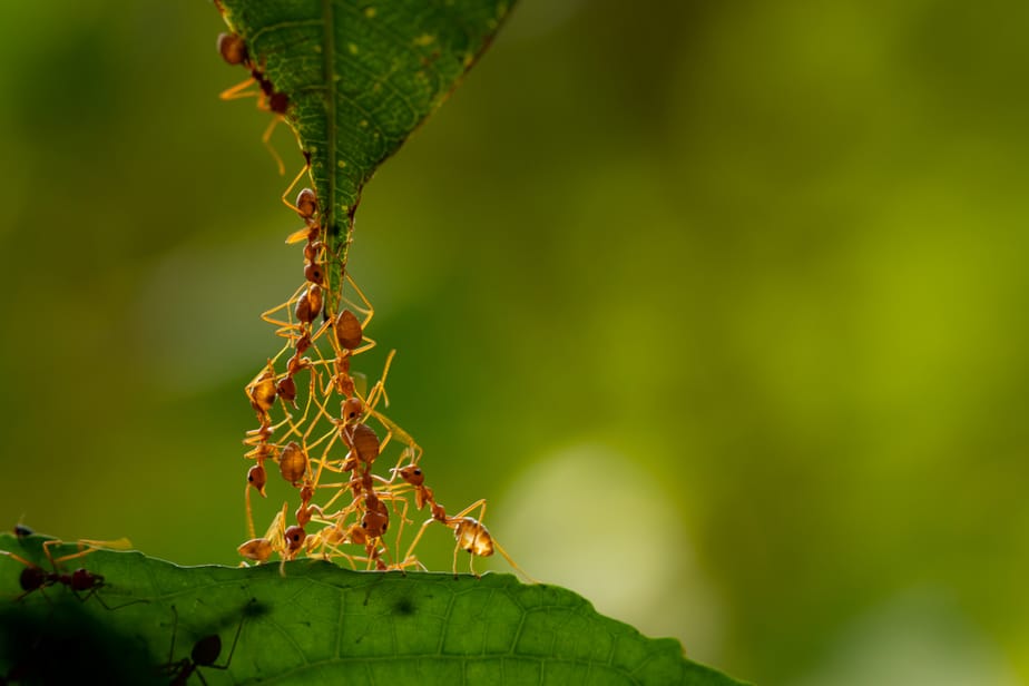 comment-se-débarrasser-des-fourmis-dans-le-jardin