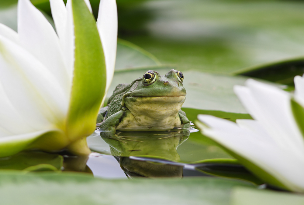 comment-se-débarrasser-des-grenouilles