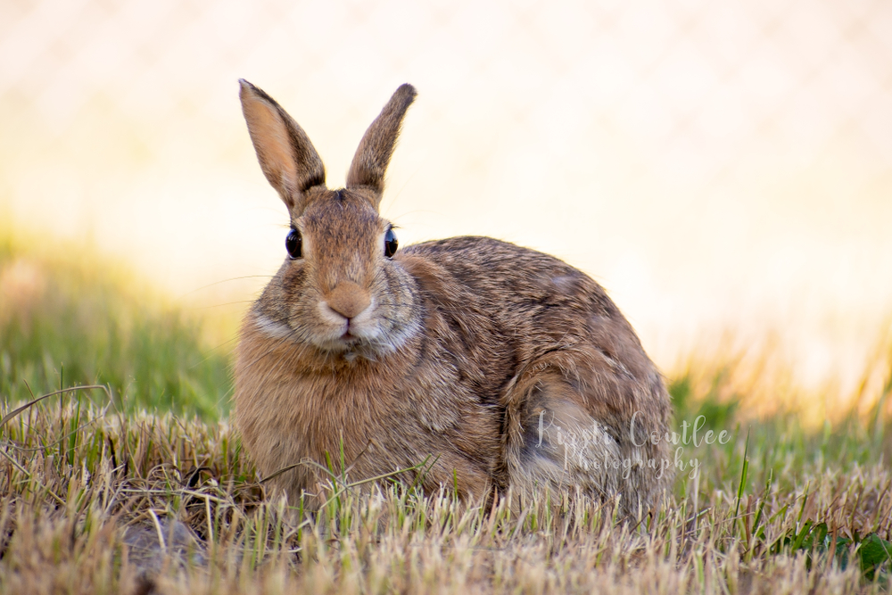 comment-se-débarrasser-des-lapins-sauvages