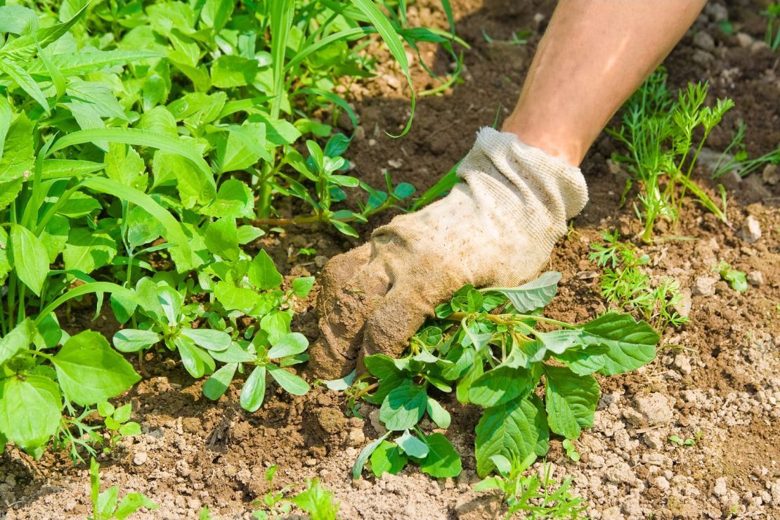 comment-se-débarrasser-des-mauvaises-herbes-du-jardin