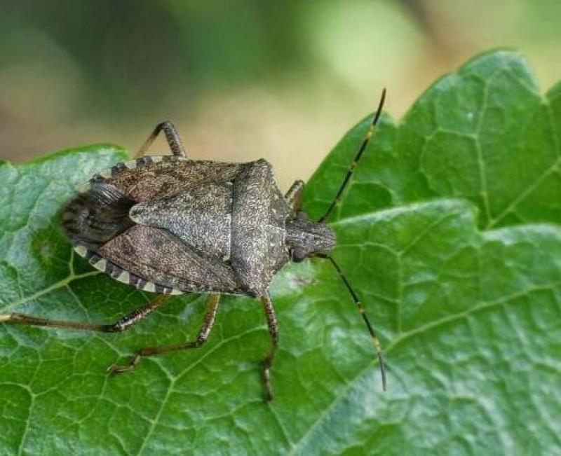 comment-se-débarrasser-des-punaises-diaboliques