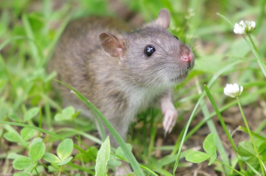 comment-se-débarrasser-des-rats