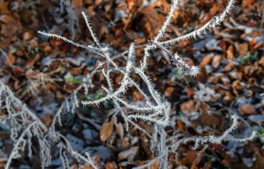 comment-tuer-les-mauvaises-herbes-d'hiver